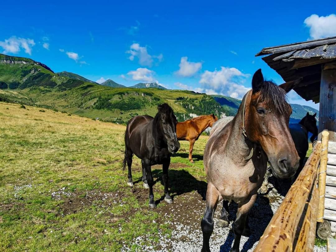 Cabana Cascada Cailor Ξενοδοχείο Borşa Εξωτερικό φωτογραφία